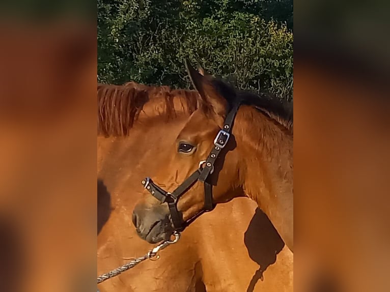 Trakehner Hengst veulen (04/2024) 170 cm Donkerbruin in Kurtscheid