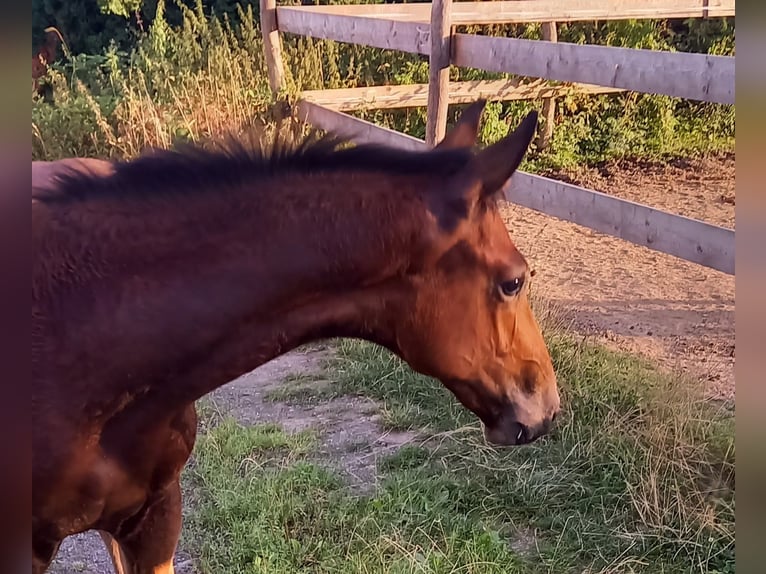 Trakehner Hengst veulen (04/2024) 170 cm Donkerbruin in Kurtscheid