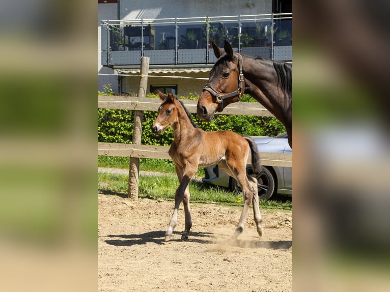 Trakehner Hengst Veulen (04/2026) 170 cm Donkerbruin in Kurtscheid