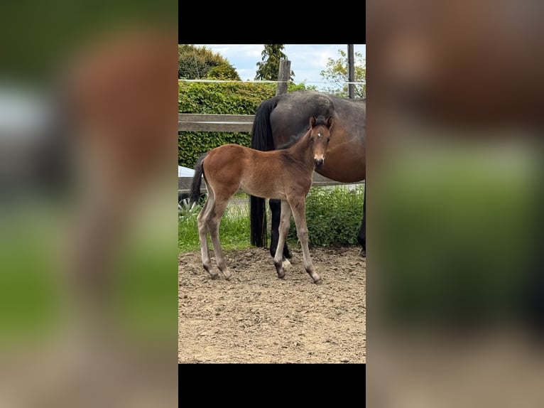 Trakehner Hengst Veulen (04/2026) 170 cm Donkerbruin in Kurtscheid