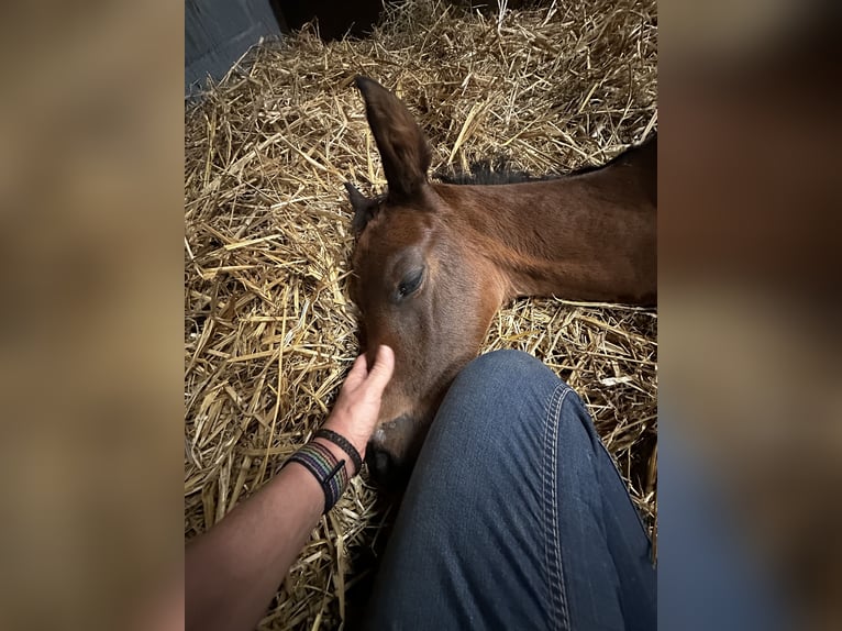 Trakehner Hengst veulen (04/2024) 170 cm Donkerbruin in Salzhausen