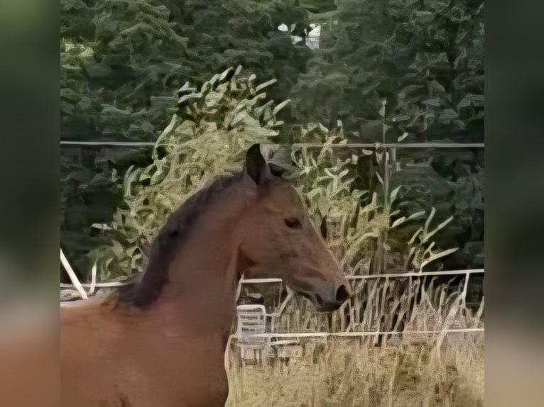Trakehner Hengst Veulen (05/2025) 170 cm Schimmel in Kurtscheid