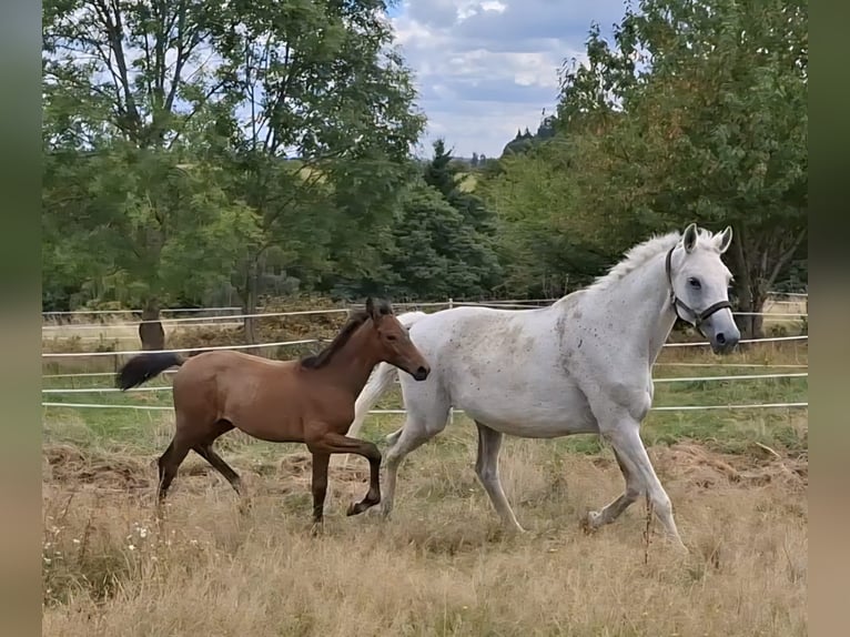 Trakehner Hengst Veulen (05/2025) 170 cm Schimmel in Kurtscheid