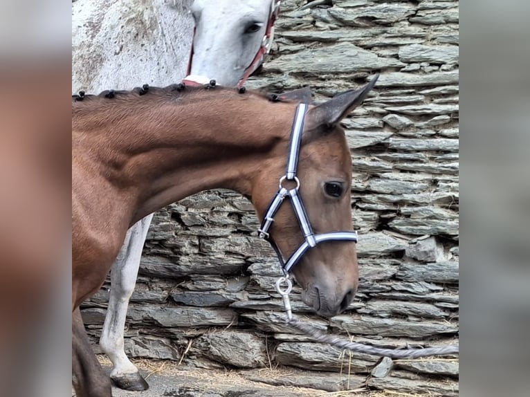 Trakehner Hengst Veulen (05/2025) 170 cm Schimmel in Kurtscheid