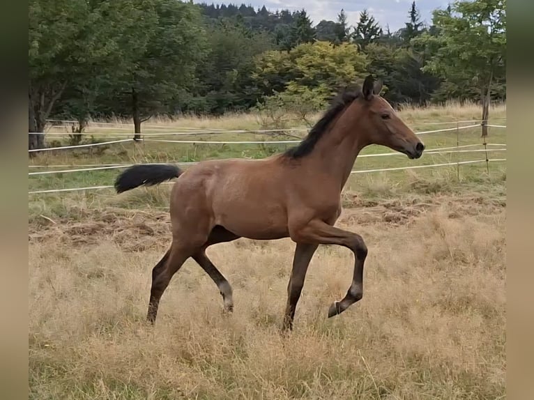 Trakehner Hengst Veulen (05/2025) 170 cm Schimmel in Kurtscheid