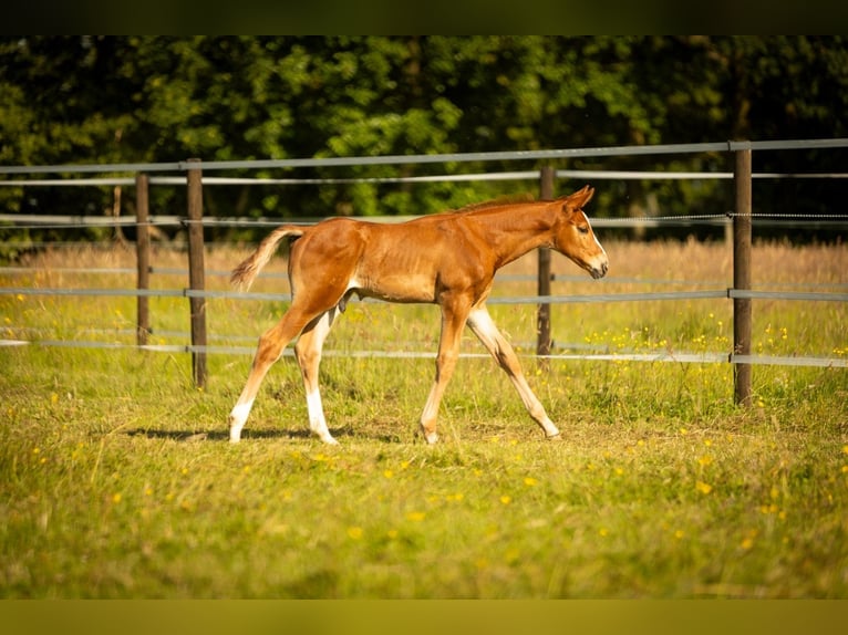 Trakehner Hengst Veulen (05/2026) 170 cm Vos in Raesfeld