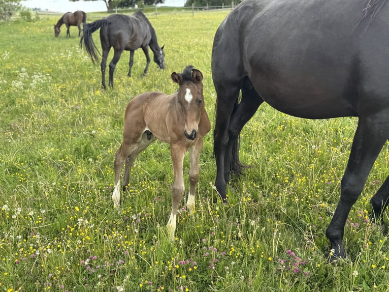 Trakehner Hengst Veulen (05/2026) 172 cm Donkerbruin in Nellingen