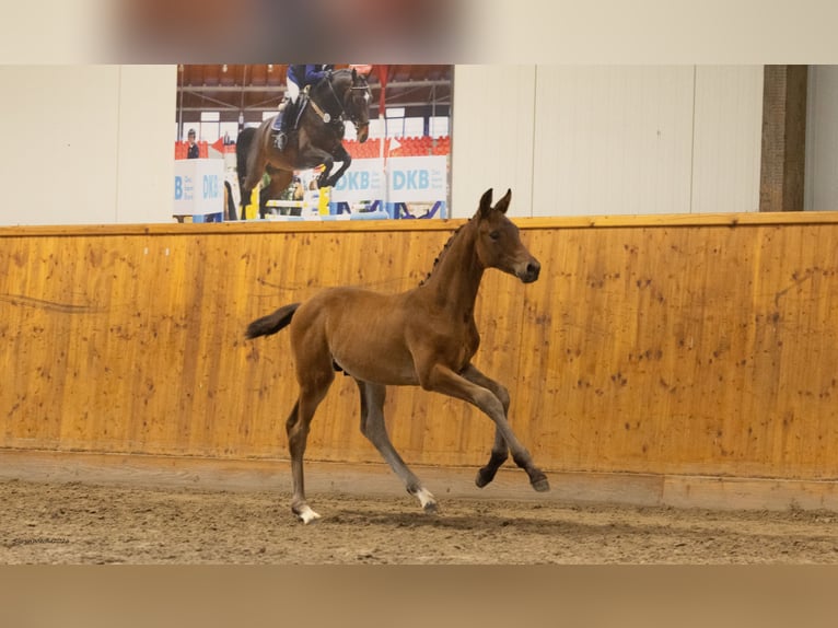 Trakehner Hengst Veulen (05/2026) Bruin in Ellerhoop