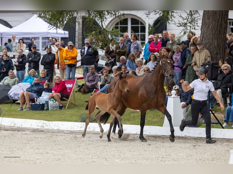 Trakehner Hengst Veulen (05/2026) Bruin in Ellerhoop