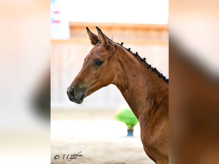 Trakehner Hengst Veulen (05/2026) Bruin in Reisenberg