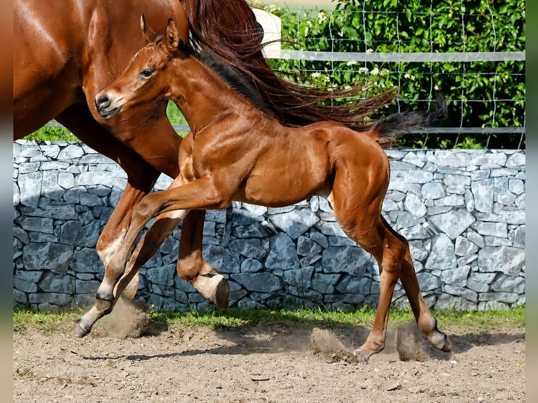 Trakehner Hengst Veulen (05/2026) Bruin in Reisenberg