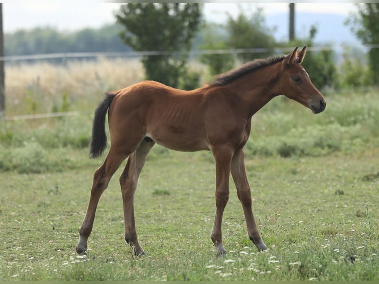 Trakehner Hengst Veulen (05/2026) Bruin in Reisenberg