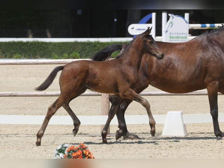 Trakehner Hengst Veulen (04/2026) Bruin in Coesfeld