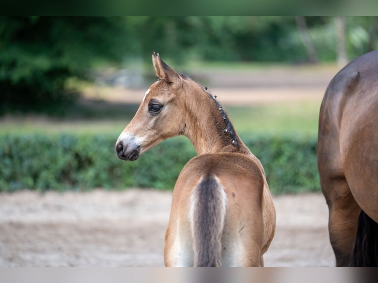 Trakehner Hengst Veulen (04/2025) Bruin in Kneitlingen