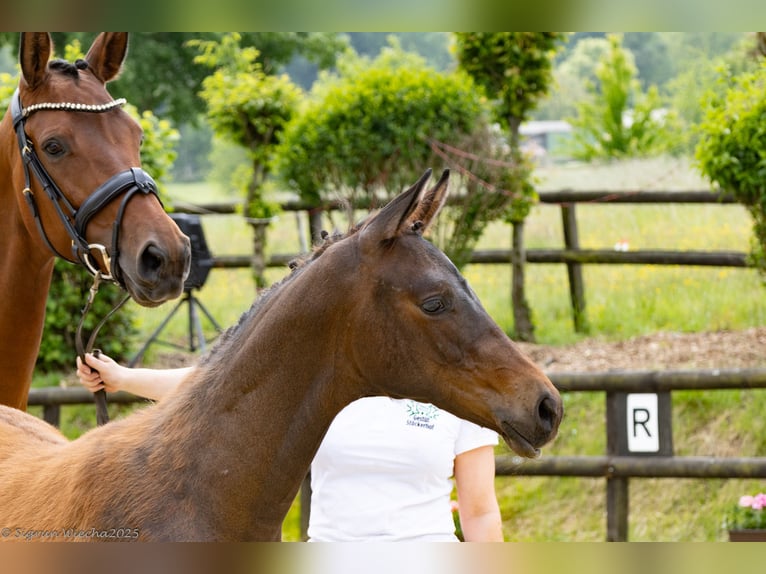 Trakehner Hengst  Bruin in Hennef