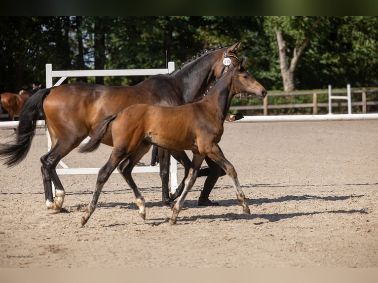 Trakehner Hengst Veulen (05/2026) Bruin in Markranstädt