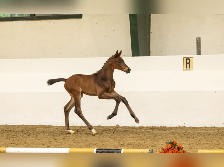 Trakehner Hengst Veulen (05/2026) Bruin in Mülheim an der Ruhr