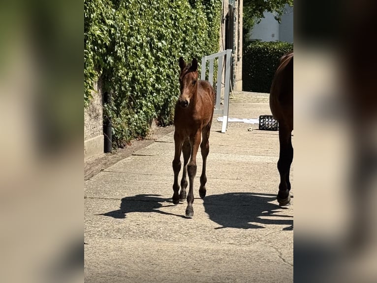 Trakehner Hengst Veulen (03/2026) Bruin in Freren