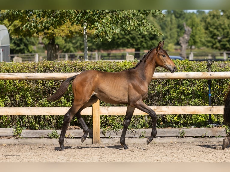 Trakehner Hengst Veulen (04/2026) Bruin in Striegistal