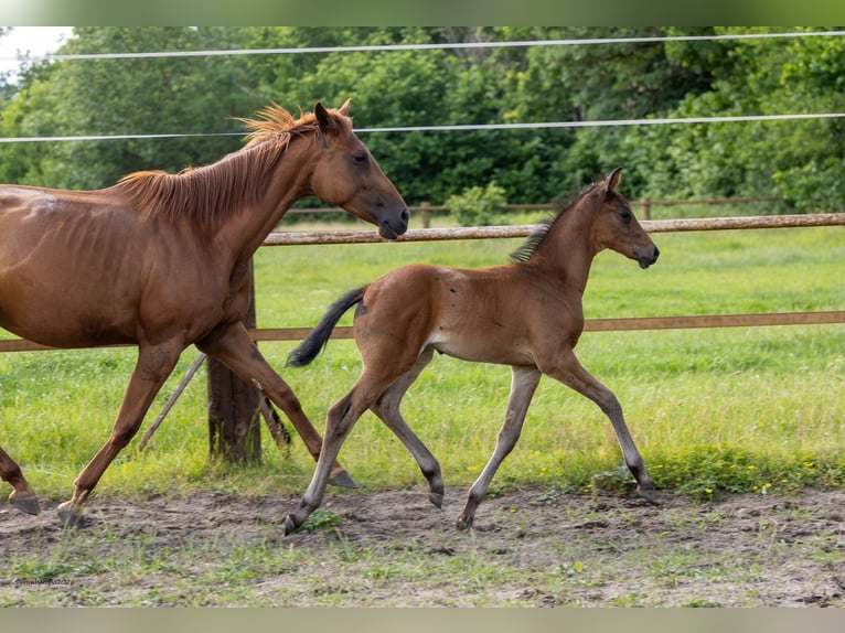 Trakehner Hengst Veulen (04/2026) Bruin in Themesgrund
