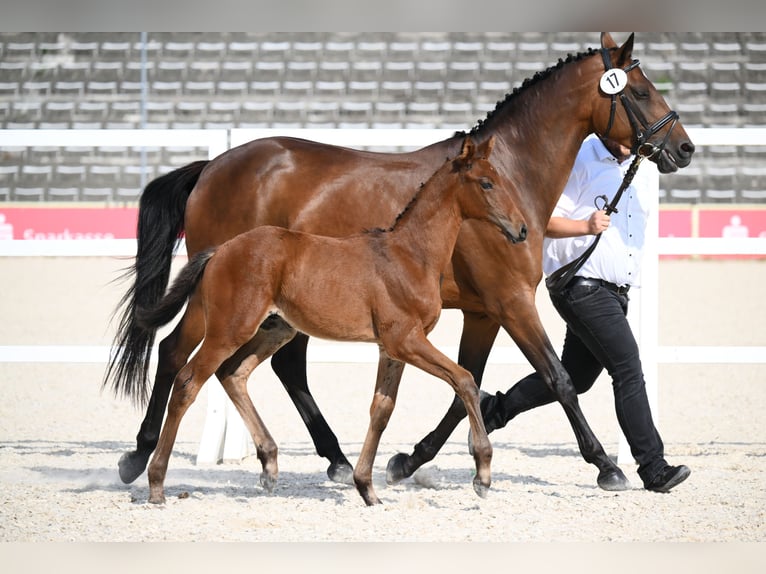 Trakehner Hengst Veulen (06/2026) Bruin in Aub