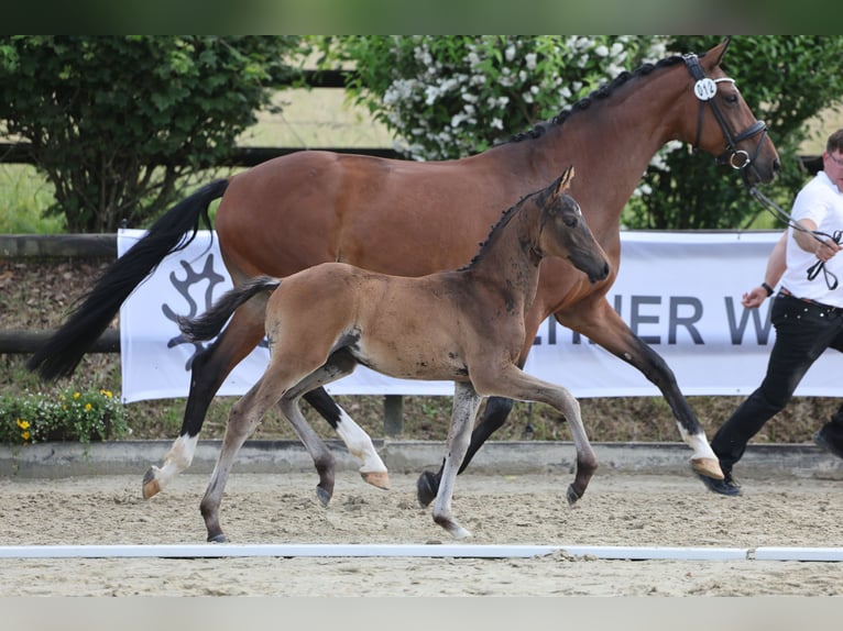 Trakehner Hengst Veulen (04/2026) Bruin in Köln