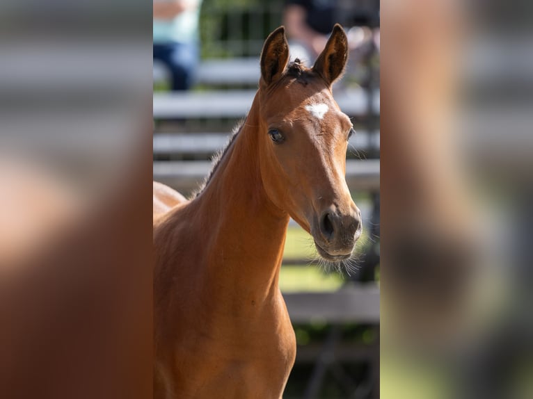 Trakehner Hengst Veulen (05/2026) Bruin in Mockrehna