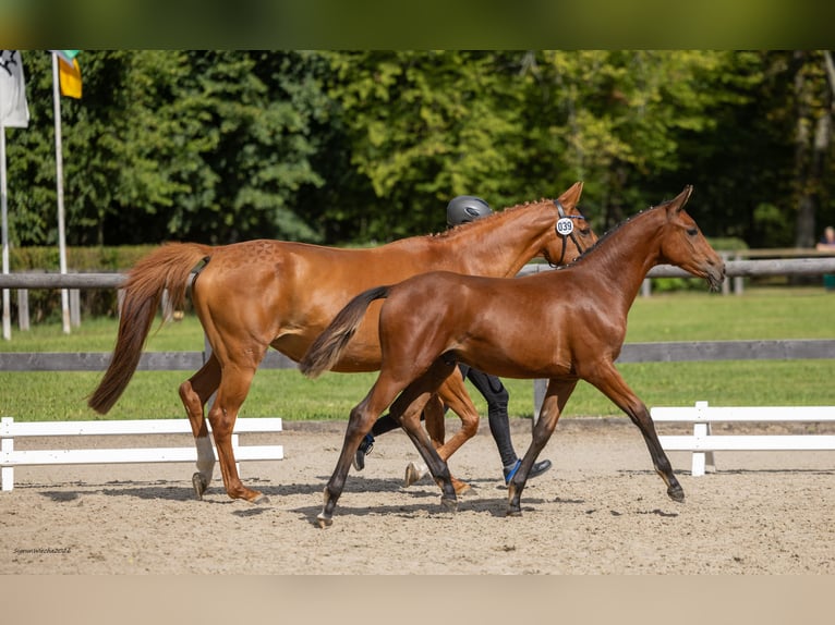 Trakehner Hengst Veulen (05/2026) Bruin in Mockrehna