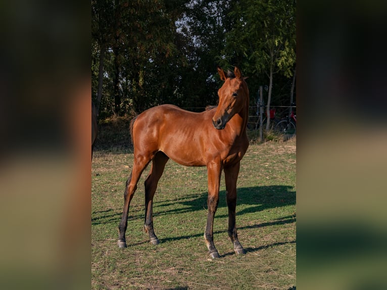 Trakehner Hengst Veulen (05/2026) Bruin in Venningen