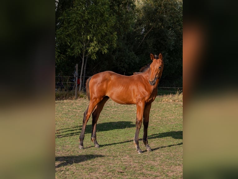 Trakehner Hengst Veulen (05/2026) Bruin in Venningen