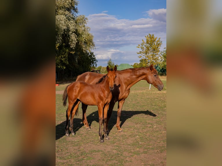 Trakehner Hengst Veulen (05/2026) Bruin in Venningen