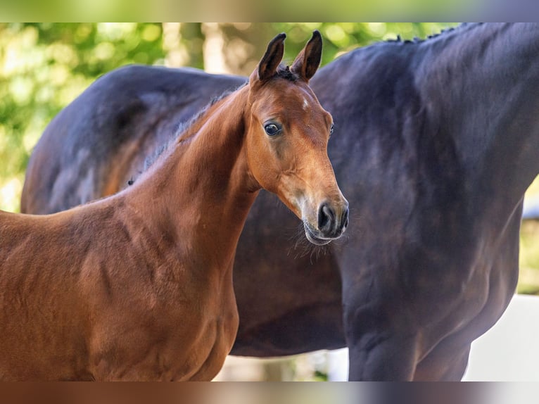 Trakehner Hengst Veulen (05/2025) Bruin in Densborn