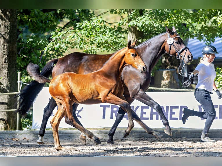 Trakehner Hengst Veulen (05/2025) Bruin in Densborn