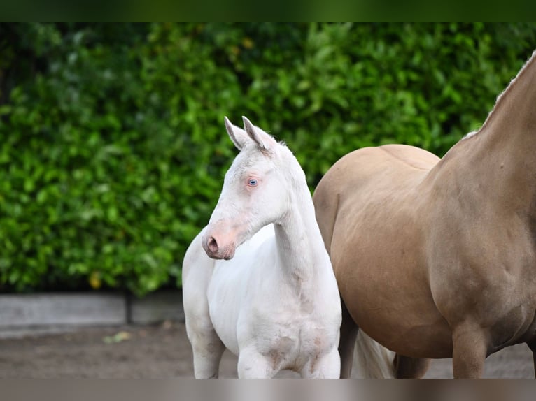 Trakehner Hengst Veulen (04/2026) Cremello in Duvennest
