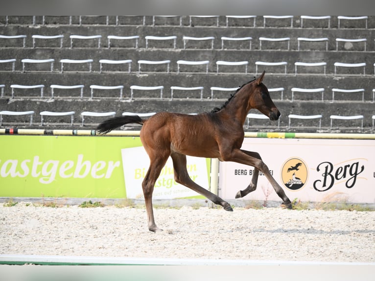 Trakehner Hengst Veulen (06/2026) Donkerbruin in Weissach im Tal