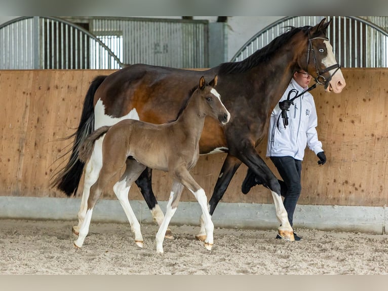 Trakehner Hengst veulen (05/2024) Donkerbruin in Wiesbaum