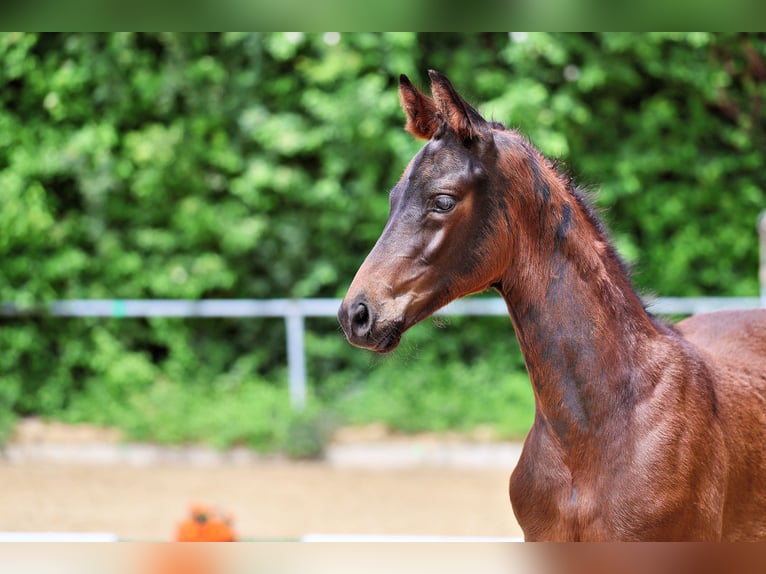 Trakehner Hengst Veulen (03/2026) Donkerbruin in Marktoberdorf