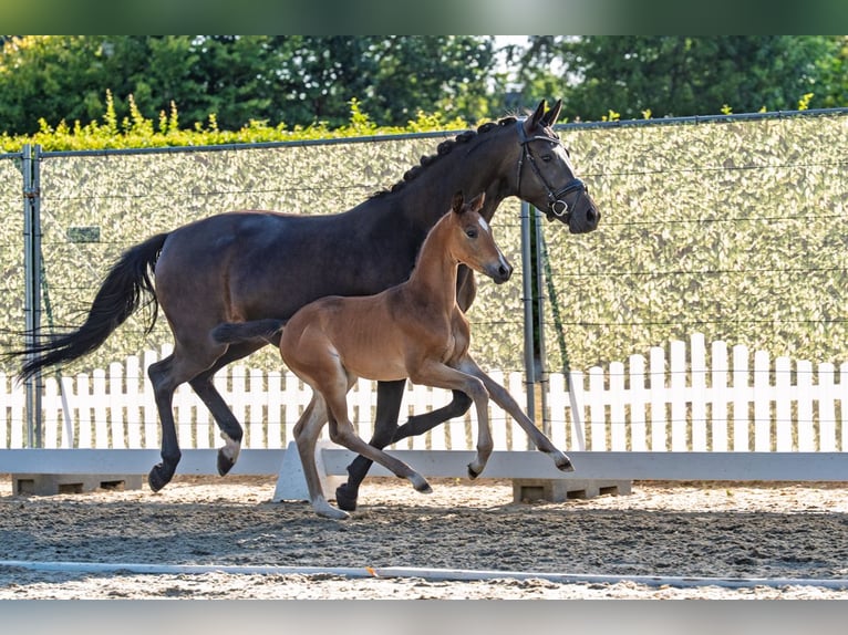 Trakehner Hengst Veulen (06/2026) Donkerbruin in Nottuln