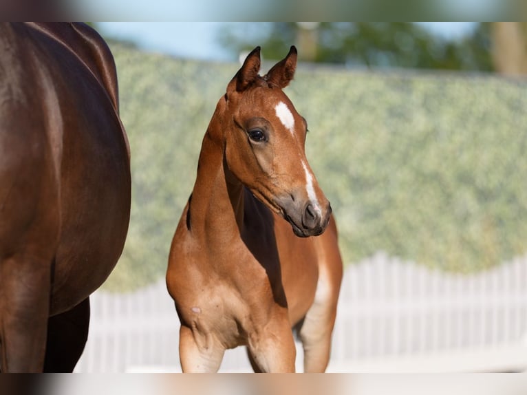 Trakehner Hengst Veulen (06/2026) Donkerbruin in Nottuln