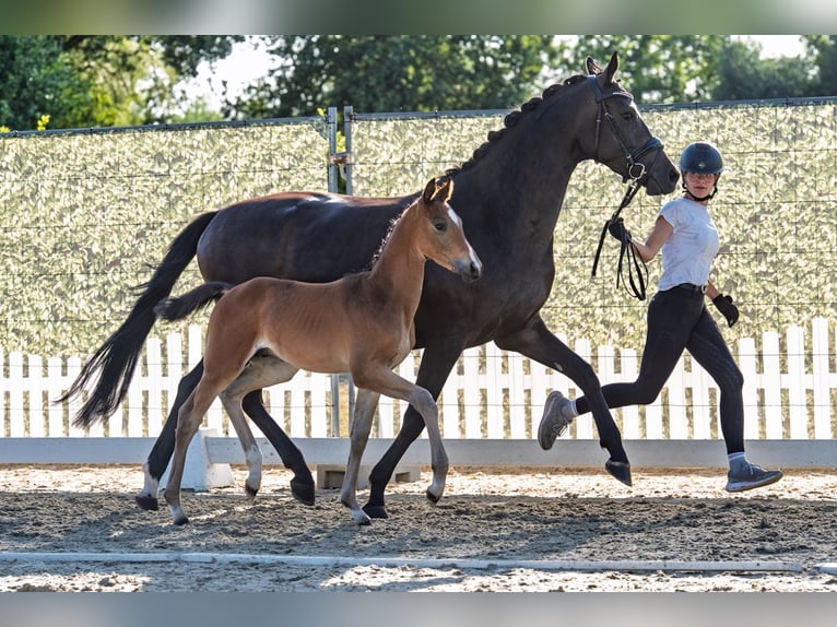 Trakehner Hengst Veulen (06/2026) Donkerbruin in Nottuln
