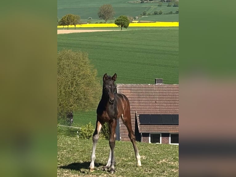 Trakehner Hengst Veulen (04/2026) Donkerbruin in Uslar