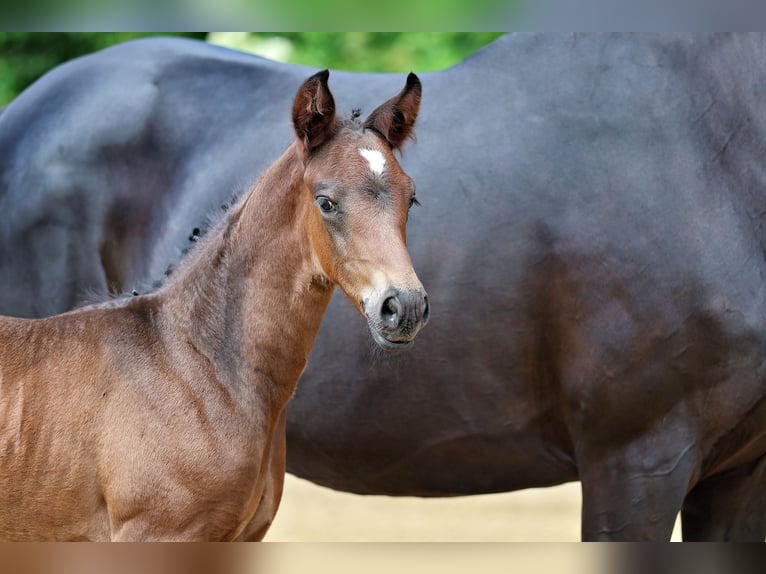 Trakehner Hengst Veulen (05/2026) Donkerbruin in Dietersheim