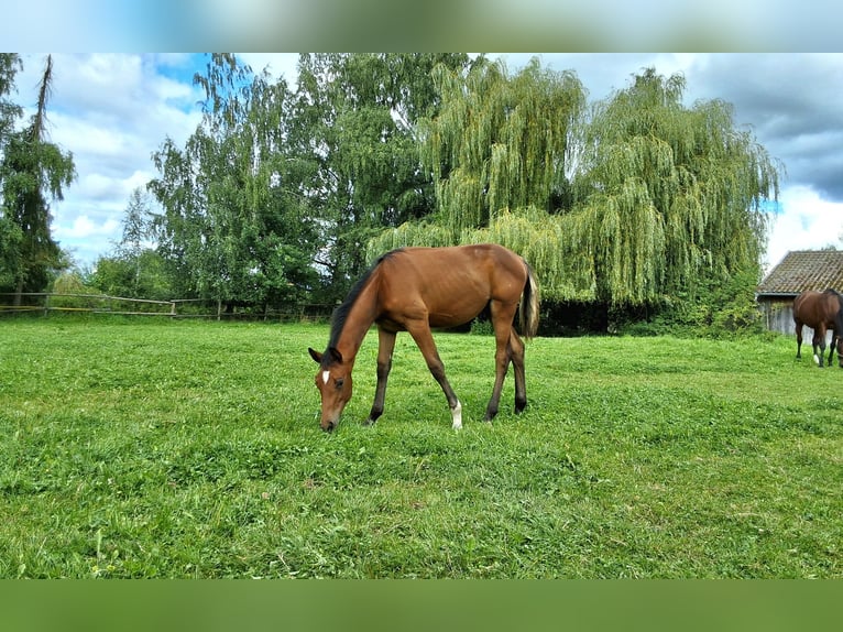 Trakehner Hengst Veulen (03/2025) Donkere-vos in Burgkirchen an der Alz