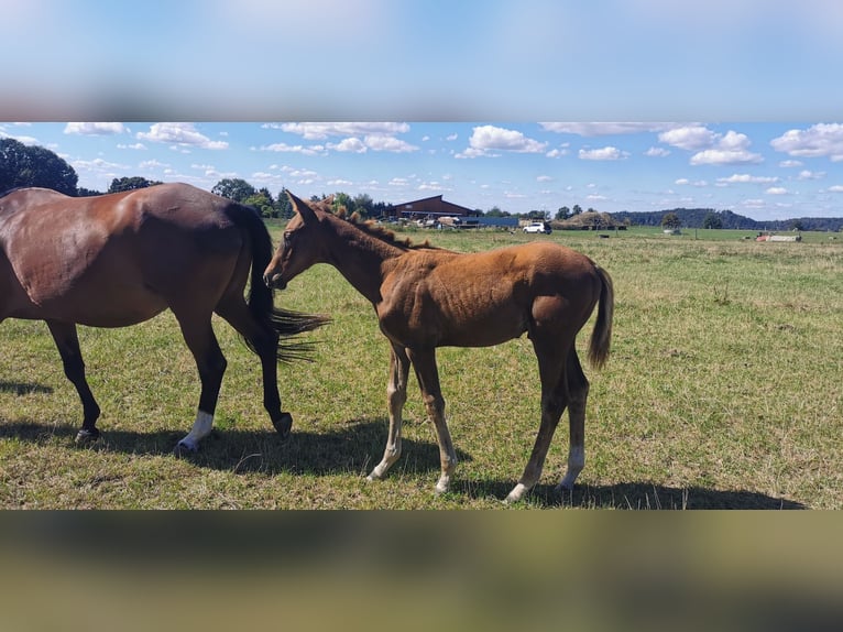 Trakehner Hengst Veulen (05/2025) Donkere-vos in Klingenberg, Colmnitz