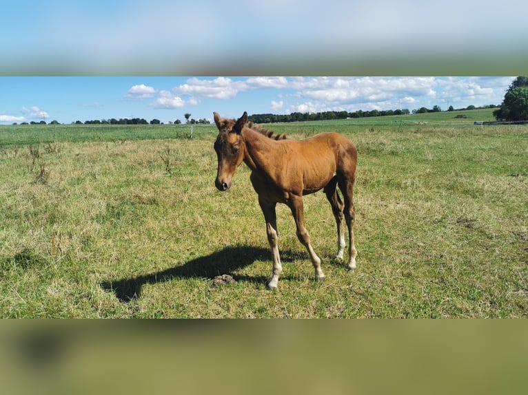 Trakehner Hengst Veulen (05/2025) Donkere-vos in Klingenberg, Colmnitz