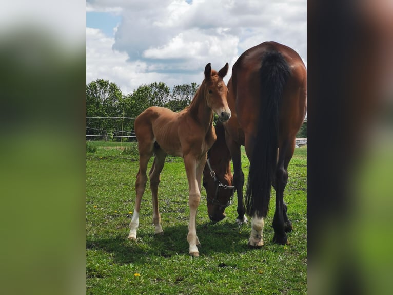Trakehner Hengst Veulen (05/2025) Donkere-vos in Klingenberg, Colmnitz