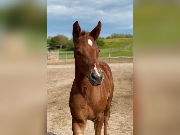 Trakehner Hengst Veulen (04/2026)  in Ribnitz-Damgarten