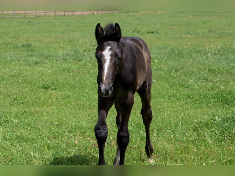 Trakehner Hengst Veulen (04/2026)  in Ribnitz-Damgarten