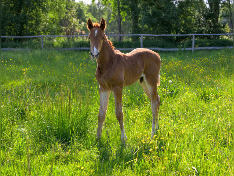 Trakehner Hengst Veulen (05/2026)  in Ribnitz-Damgarten