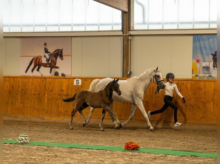 Trakehner Hengst Veulen (04/2026) kan schimmel zijn in Aukrug